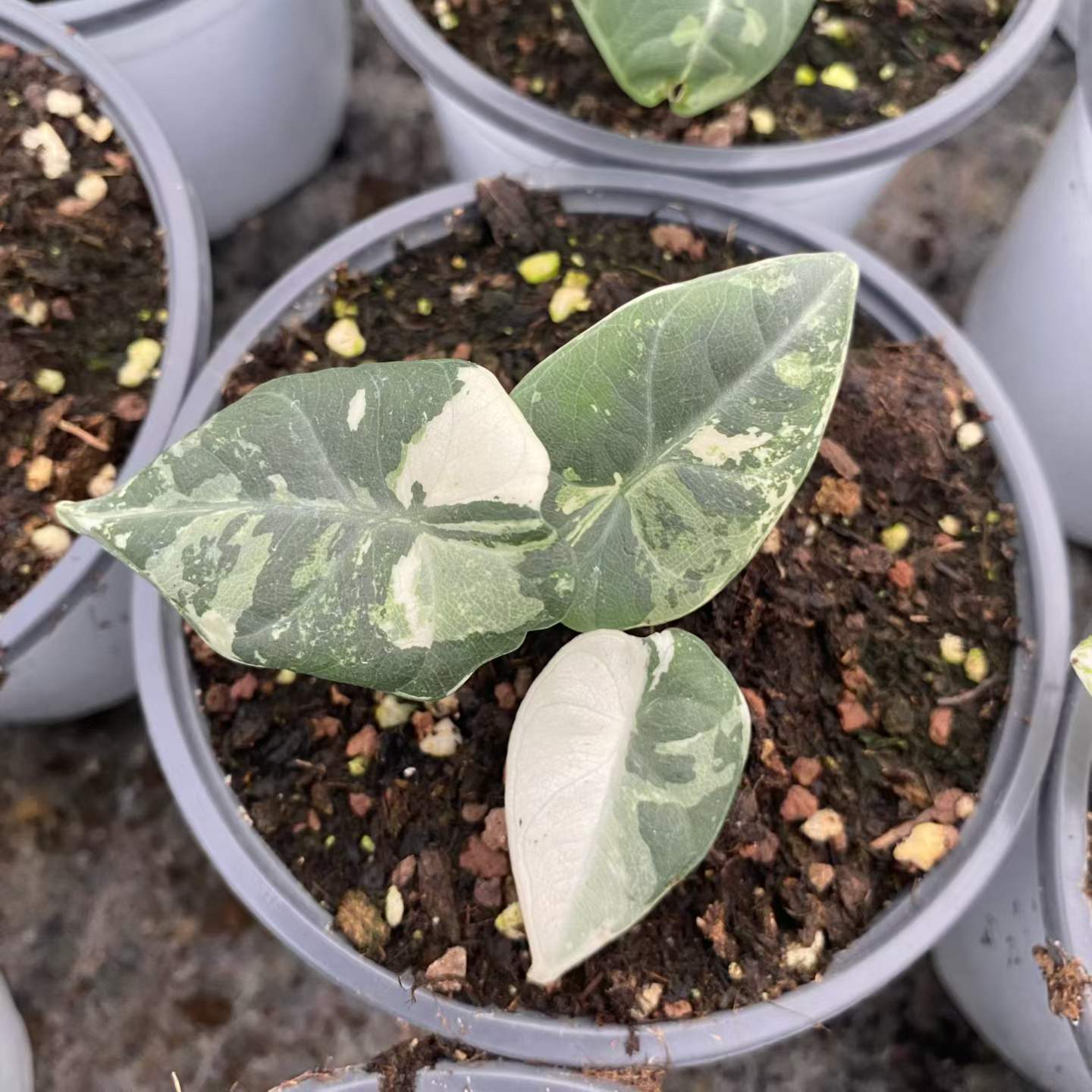 Alocasia Maharani Albo Variegated | Tissue Culture Plantlet 3 to 5cm | Exquisite Silver Grey Leathery Leaves with Stark White Sectoral Variegation thumbnail 1